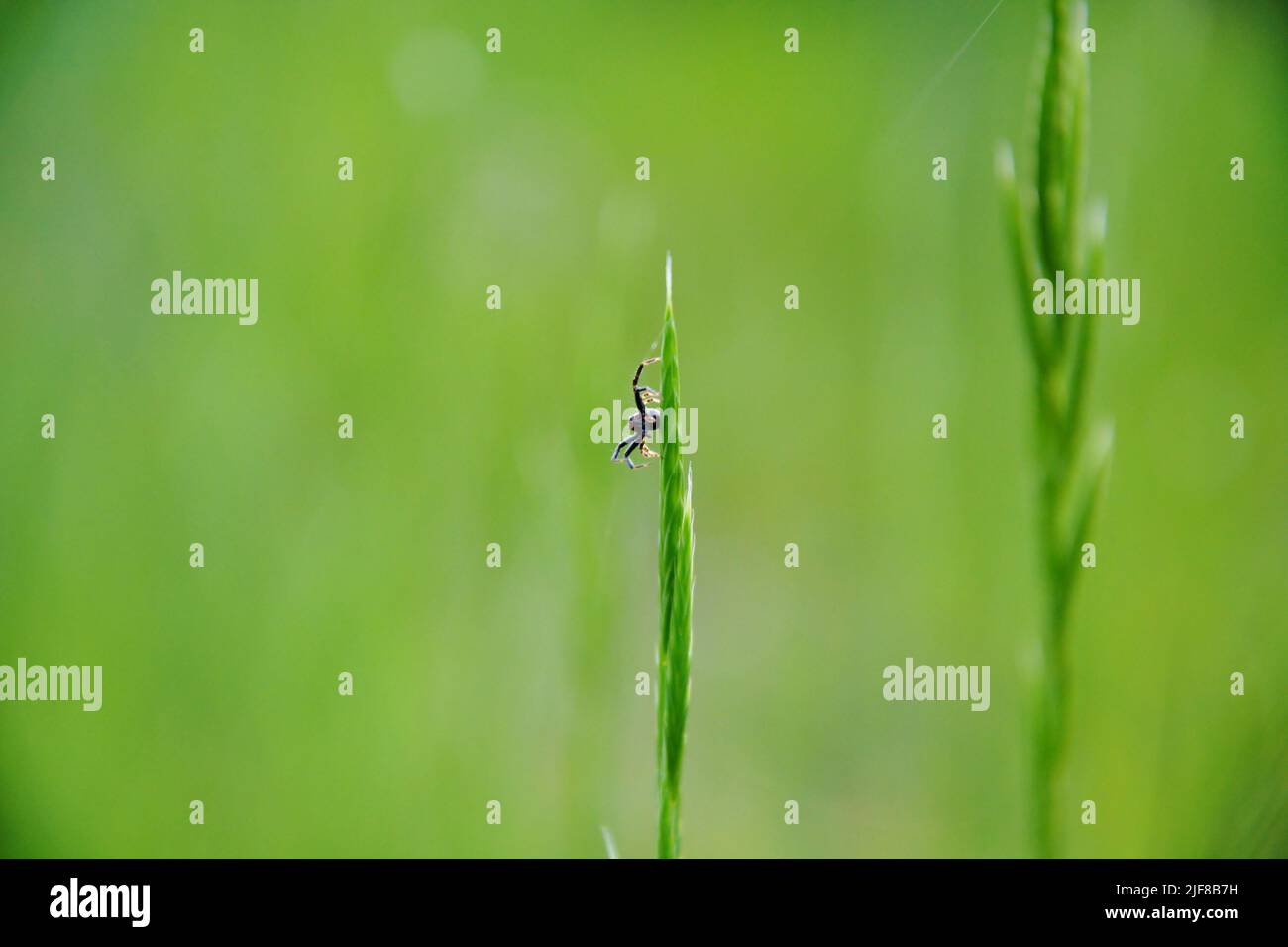 Kleine Spinne im grünen Gras Stockfoto