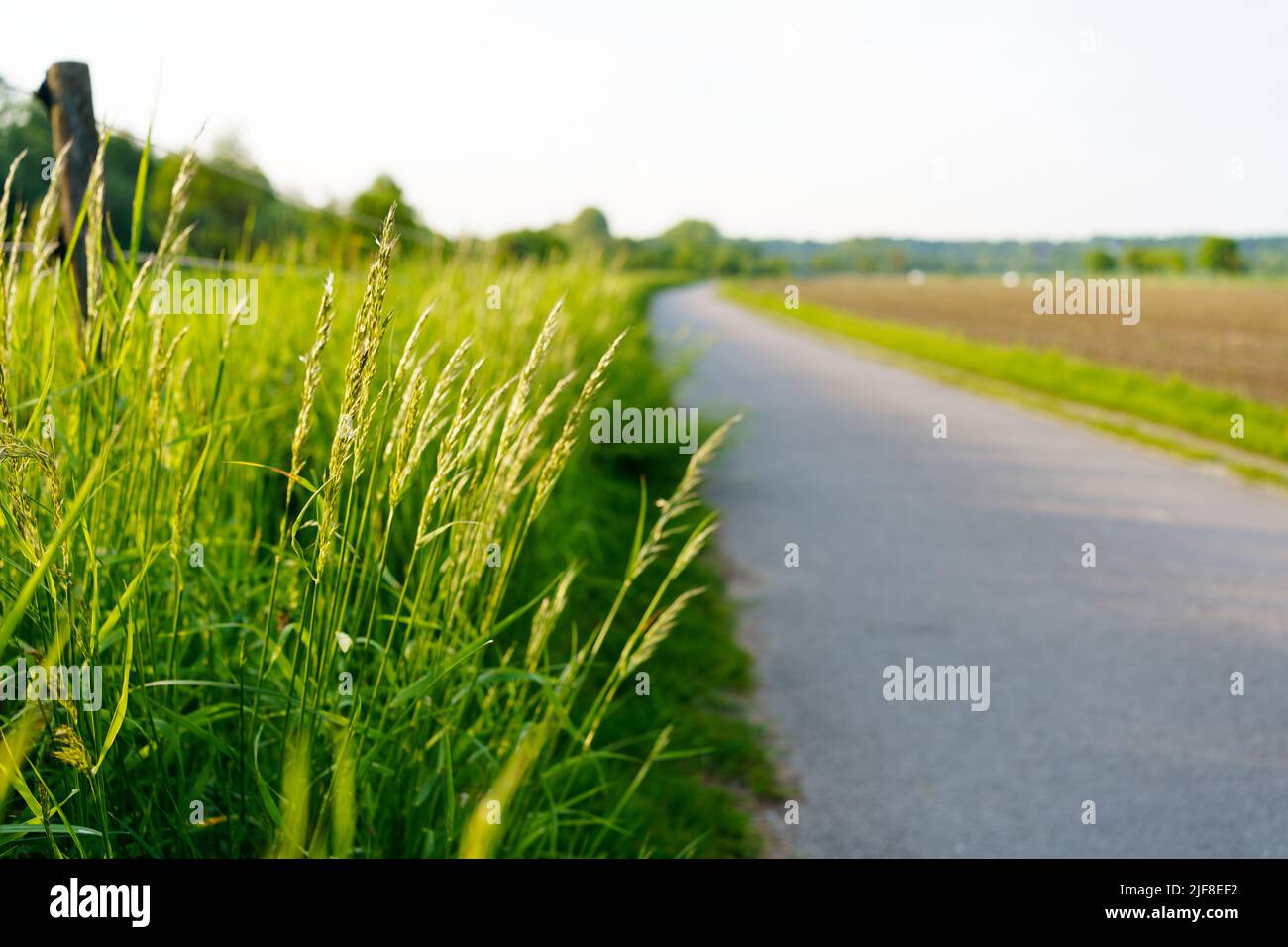 Asphalt Straßenpanorama in den Feldern Landseite am sonnigen Frühlingstag Stockfoto