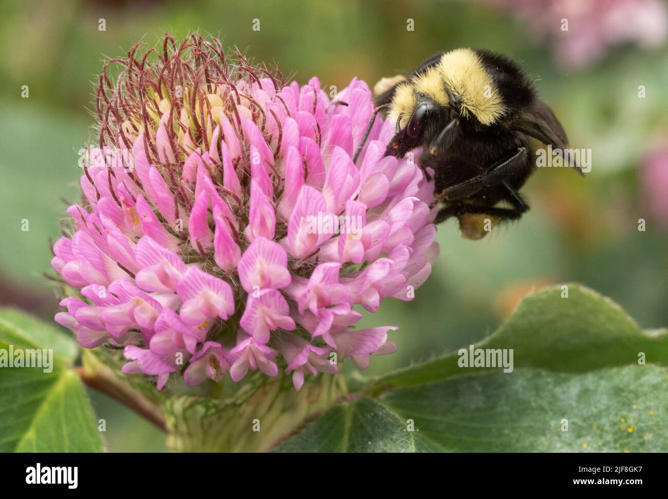 Gelbe Bumble Biene (Bombus vosnesenskii) auf roter Kleeblüte Stockfoto
