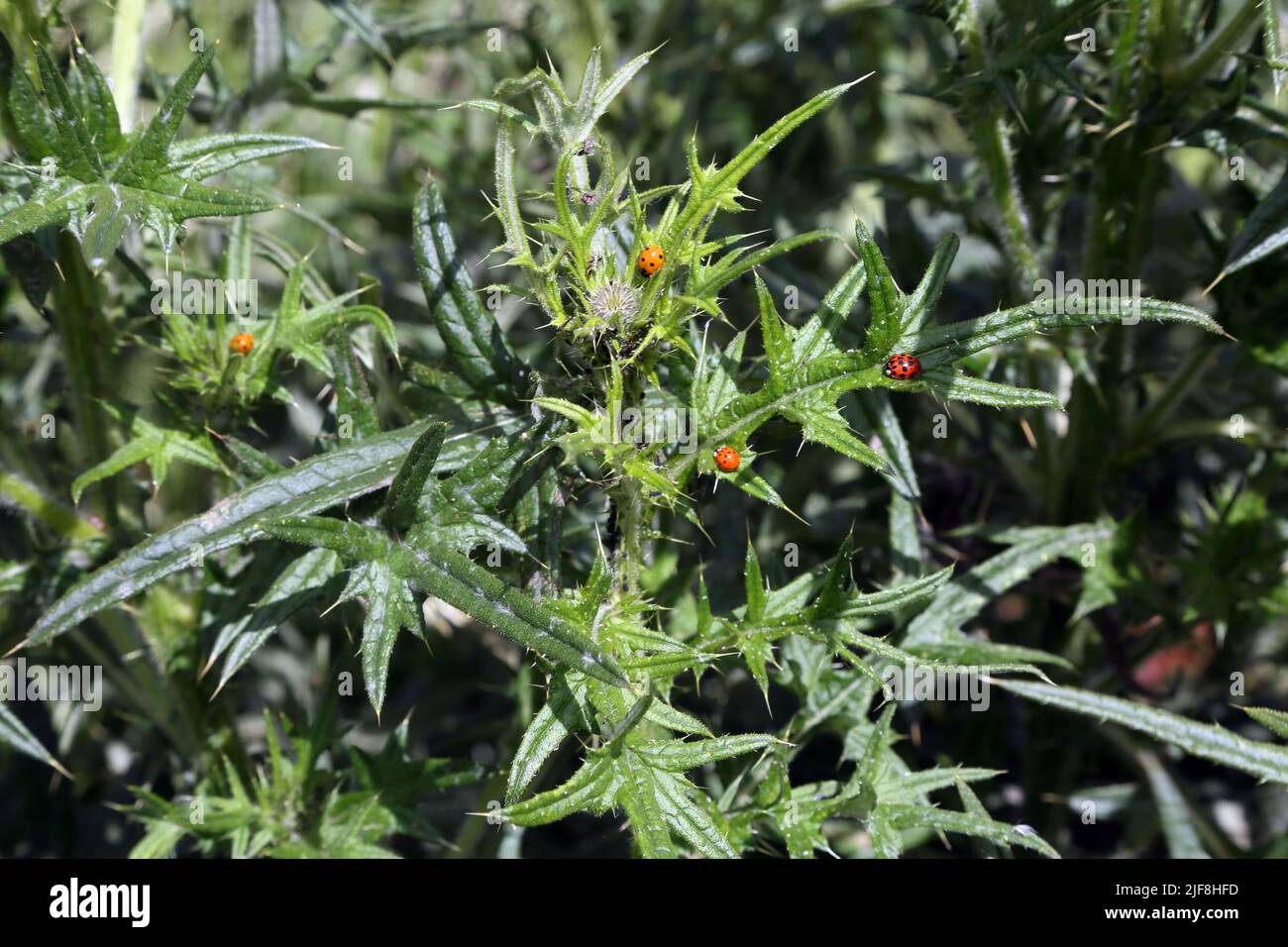 Marienkäfer essen Blattläuse im Thistle Howell Hill Nature Reserve Surrey England Stockfoto