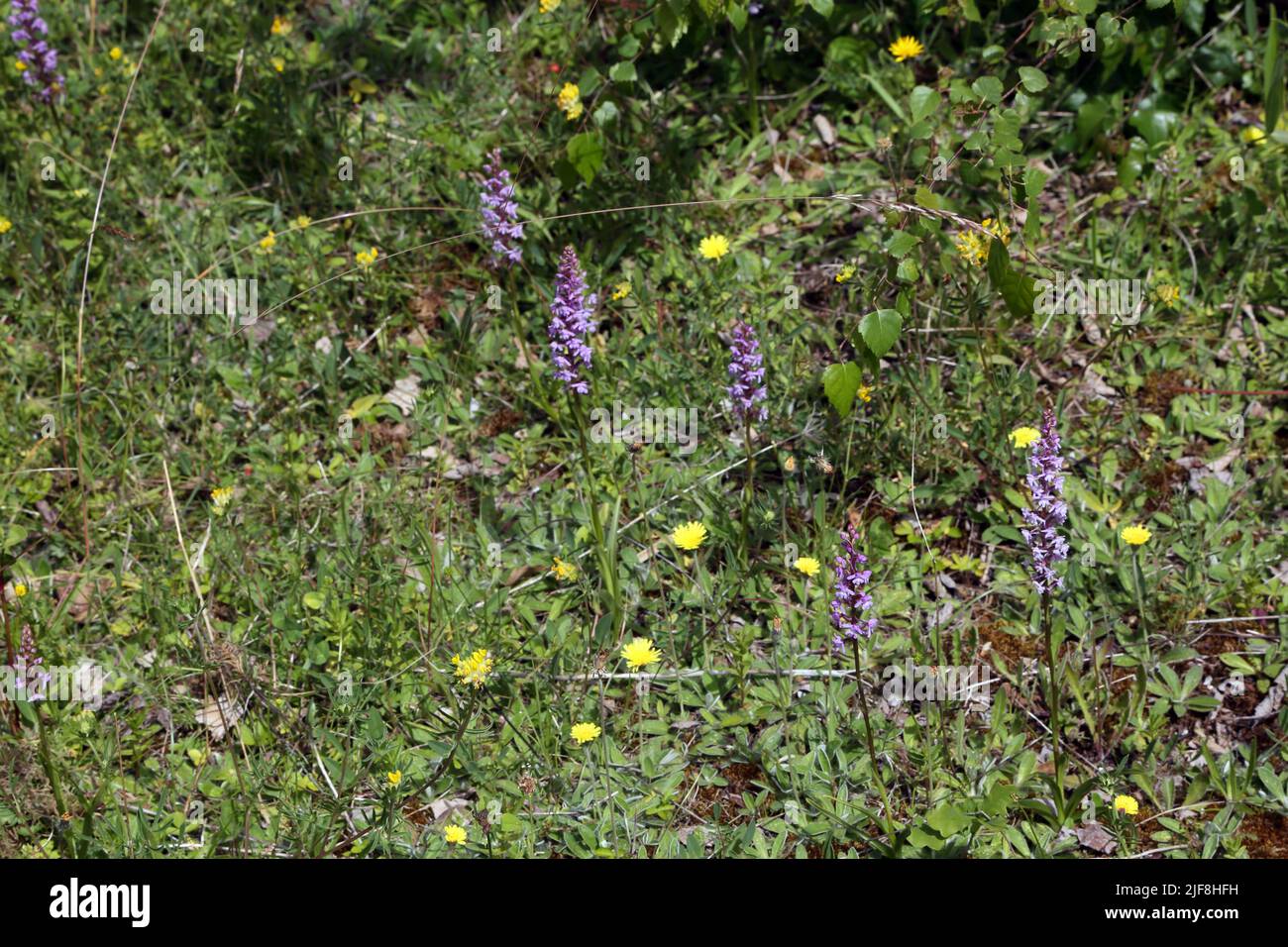 Gewöhnliche Orchideen (Dactylorhiza Fuchsii) Howell Hill Nature Reserve Surrey England Stockfoto