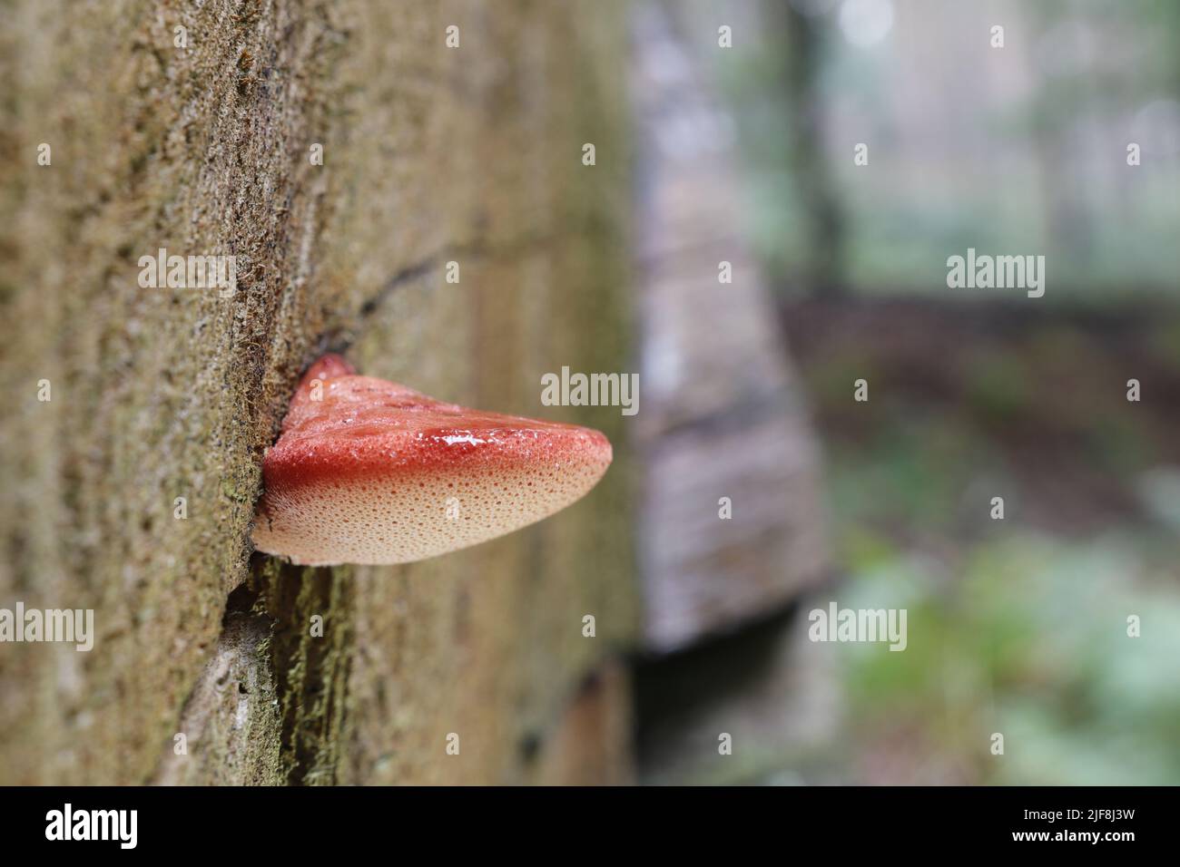 Ein junger Beefsteak-Pilz (Fistulina hepatica), der einer menschlichen Zunge ähnelt, die aus der Seite eines alten Stumpfes heraussticht. Stockfoto Ein junger Beefsteak-Pilz (Fistulina hepatica), der einer menschlichen Zunge ähnelt, die aus der Seite eines alten Stumpfes heraussticht. Stockfoto