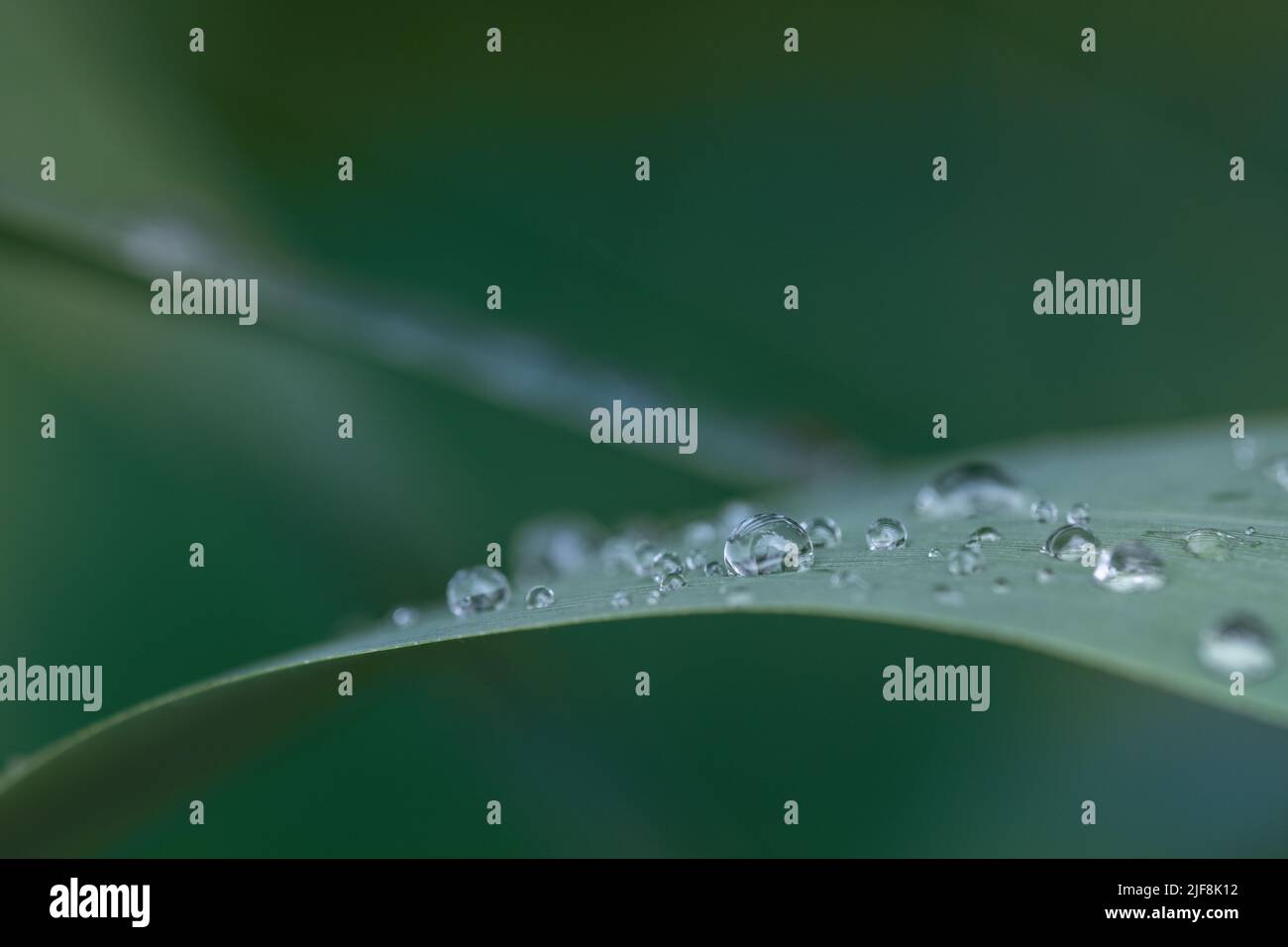 Nahaufnahme von grünem langem Gras, auf dem mehrere Tropfen Wasser sitzen. Der Hintergrund ist grün. Stockfoto