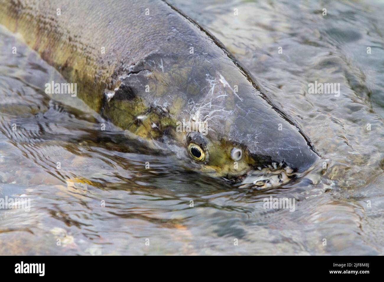 Ein beschädigter Chum Salmon, Oncorhynchus Keta, arbeitet seinen Weg hinauf Twanoh Creek auf Hood Canal, Washington, US, um im Herbst zu laichen. Stockfoto