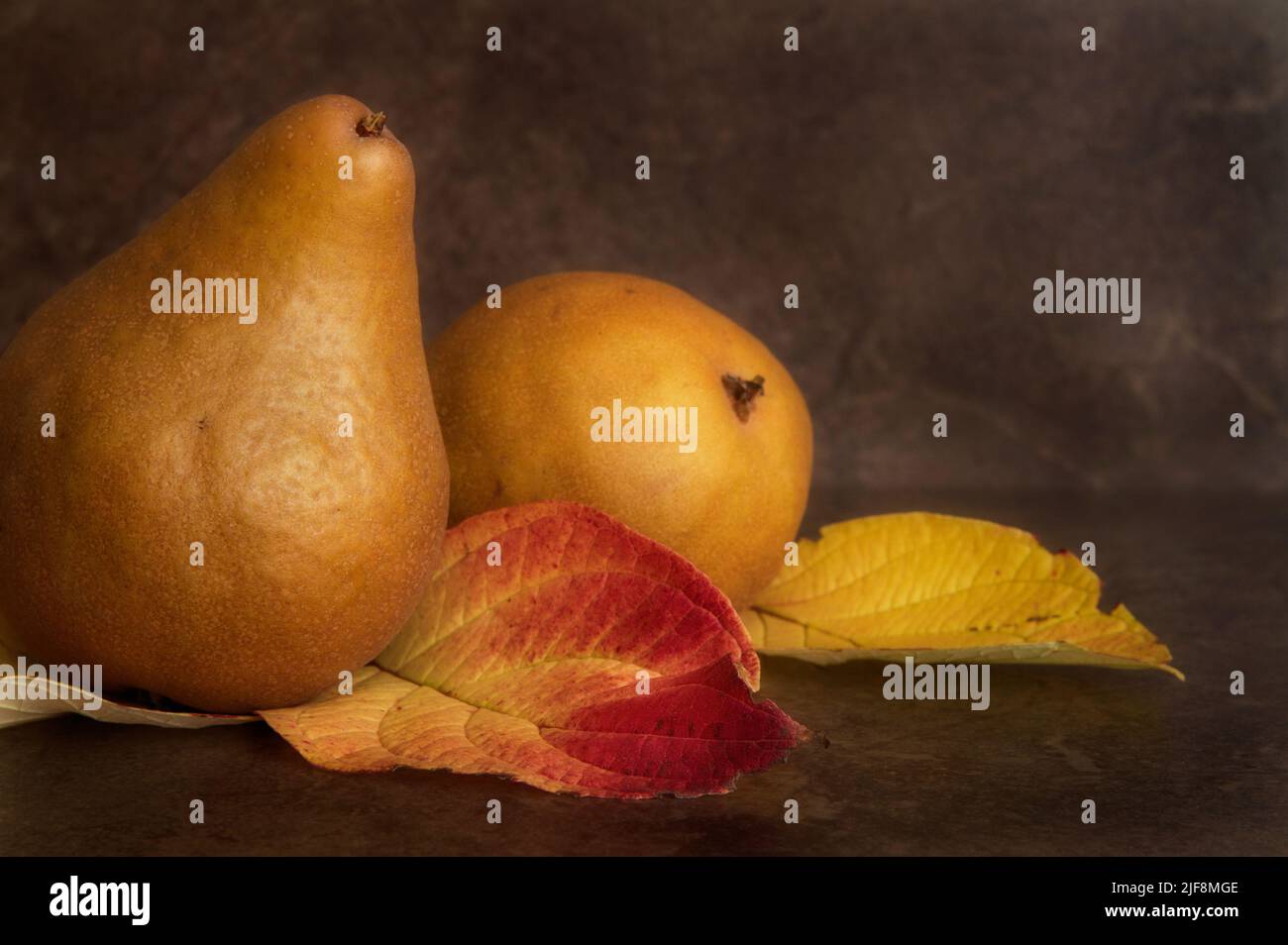 Stillleben zweier reifer Birnen und hell gefärbter Herbstblätter auf dunklem Hintergrund, in warmen Tönen. Stockfoto