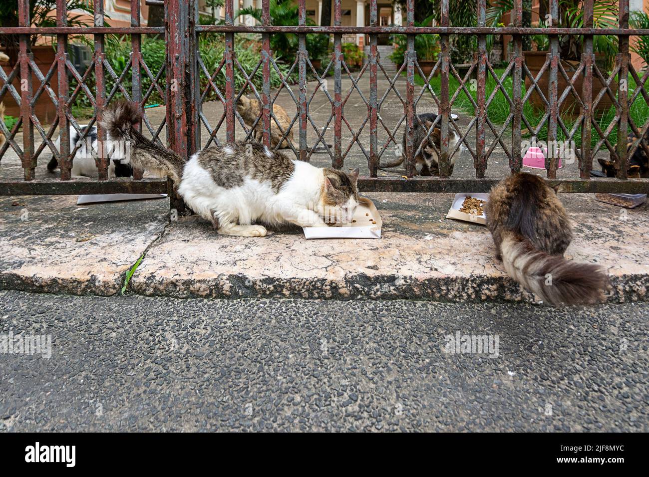 Verlassene Katzen an einem privaten Ort gesehen. Stadt Salvador im brasilianischen Bundesstaat Bahia. Stockfoto