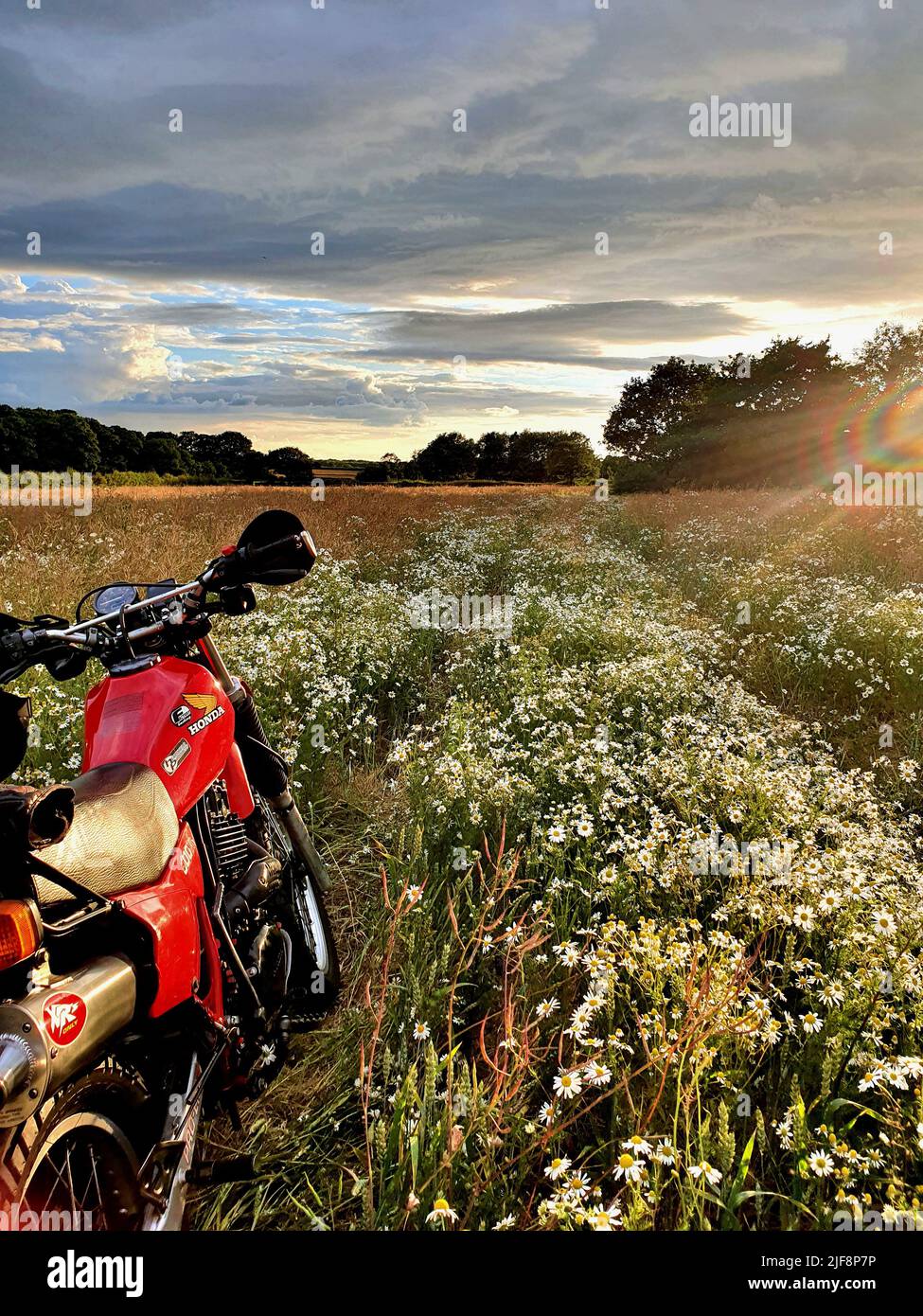 Motorrad in einem Blumenfeld an einem Sommerabend auf dem land in großbritannien 1982 honda xl500 xl500r Stockfoto