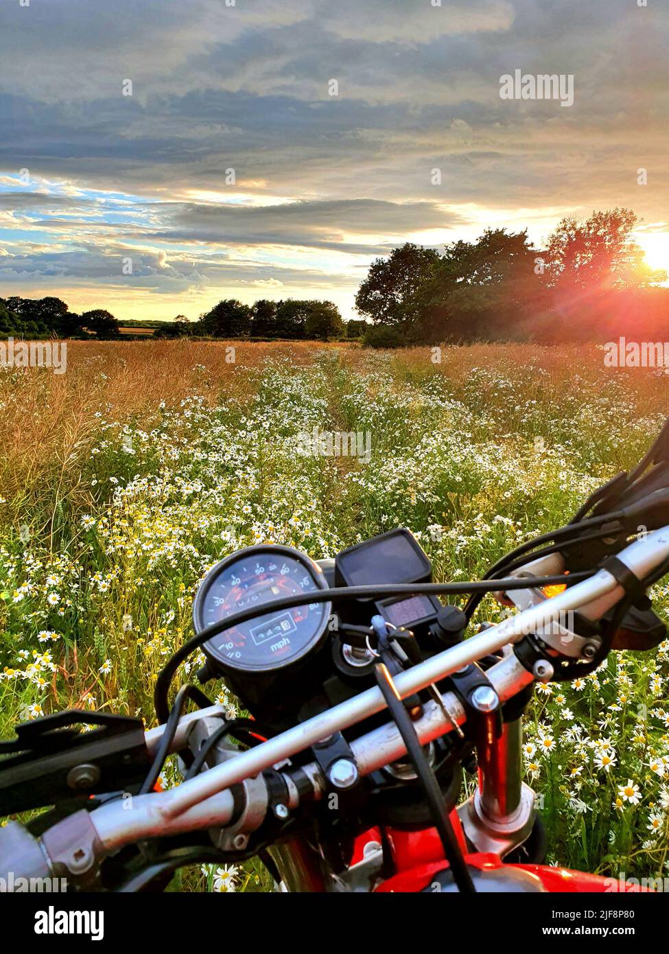 Motorrad in einem Blumenfeld an einem Sommerabend auf dem land in großbritannien 1982 honda xl500 xl500r Stockfoto