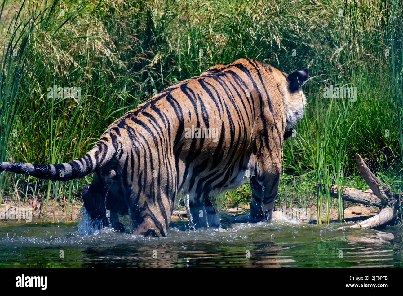 Tiger im Wasser. Szene aus DEM ZOO Stockfoto