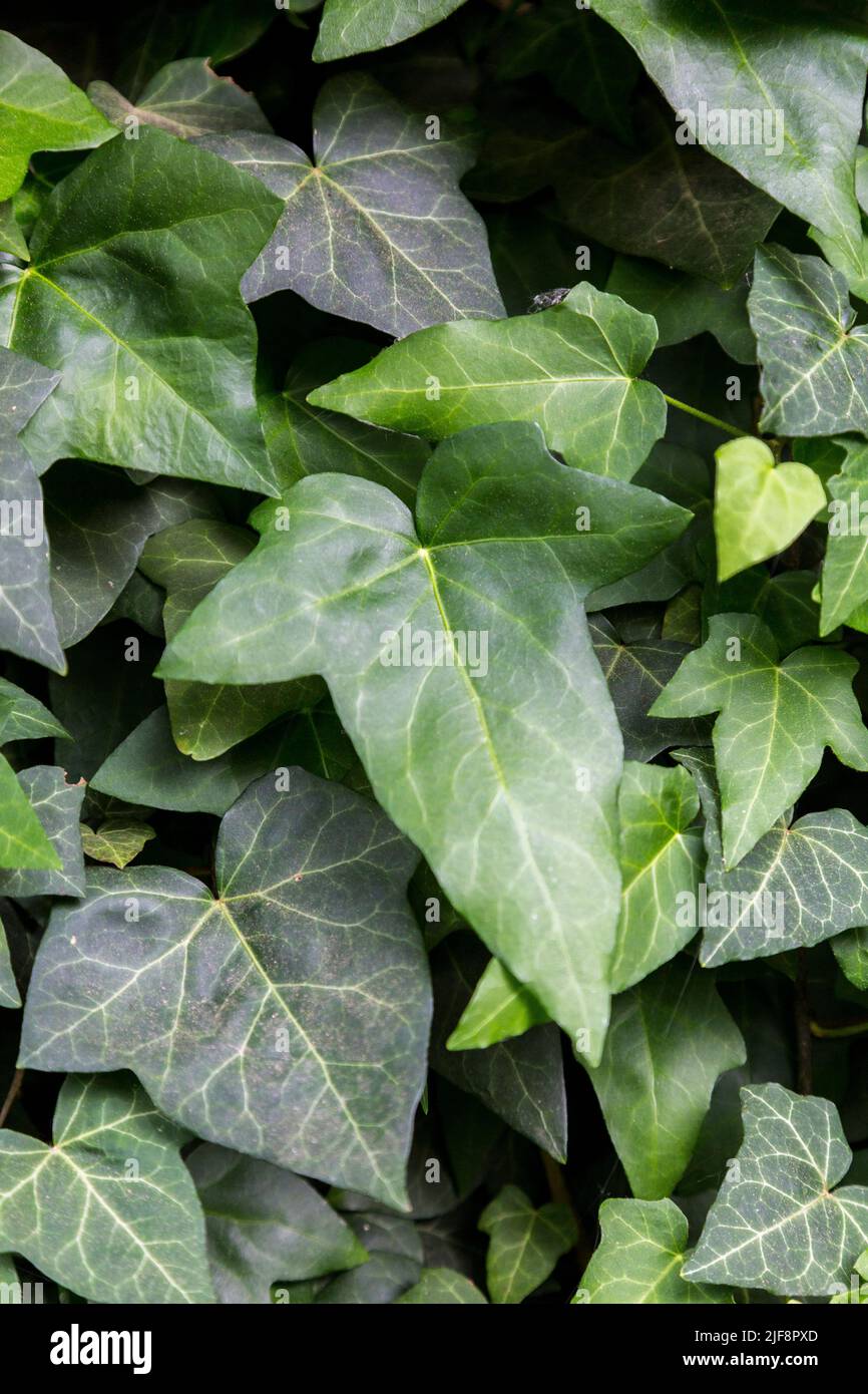 Hedera, allgemein Efeu (Plural ivies) genannt, ist eine Gattung von 12-15  Arten von immergrnen Kletter-oder Boden-kriechenden Gehlzen in der  Familie Araliaceae Stockfotografie - Alamy