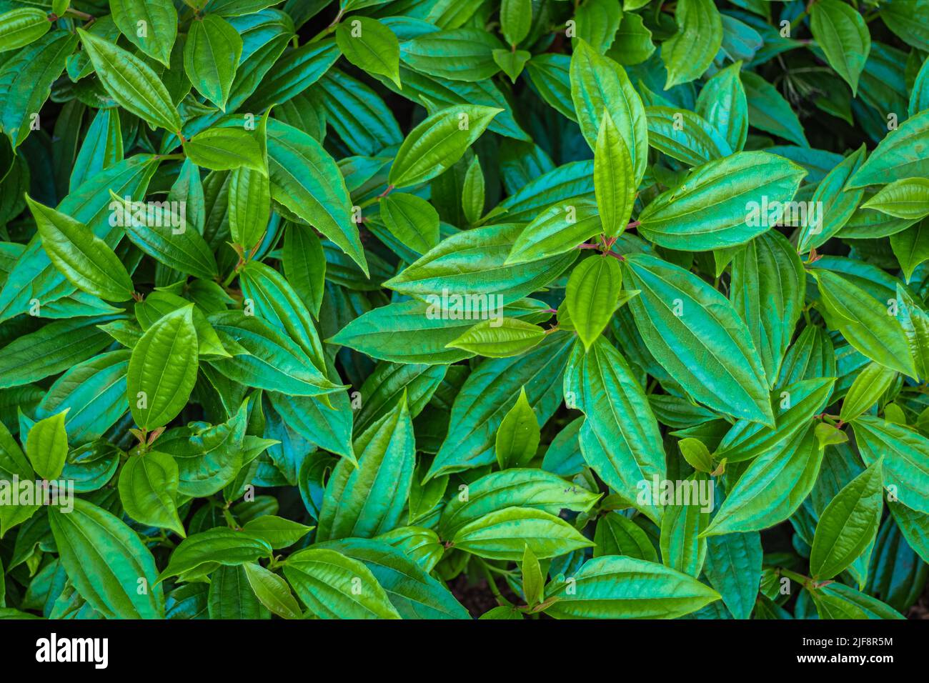 Schöne grüne Blätter im Sommer von Viburnum davidii im Garten. Niemand, selektiver Nahaufnahme. Eine einheimische Pflanze aus Westchina, auch bekannt als Da Stockfoto