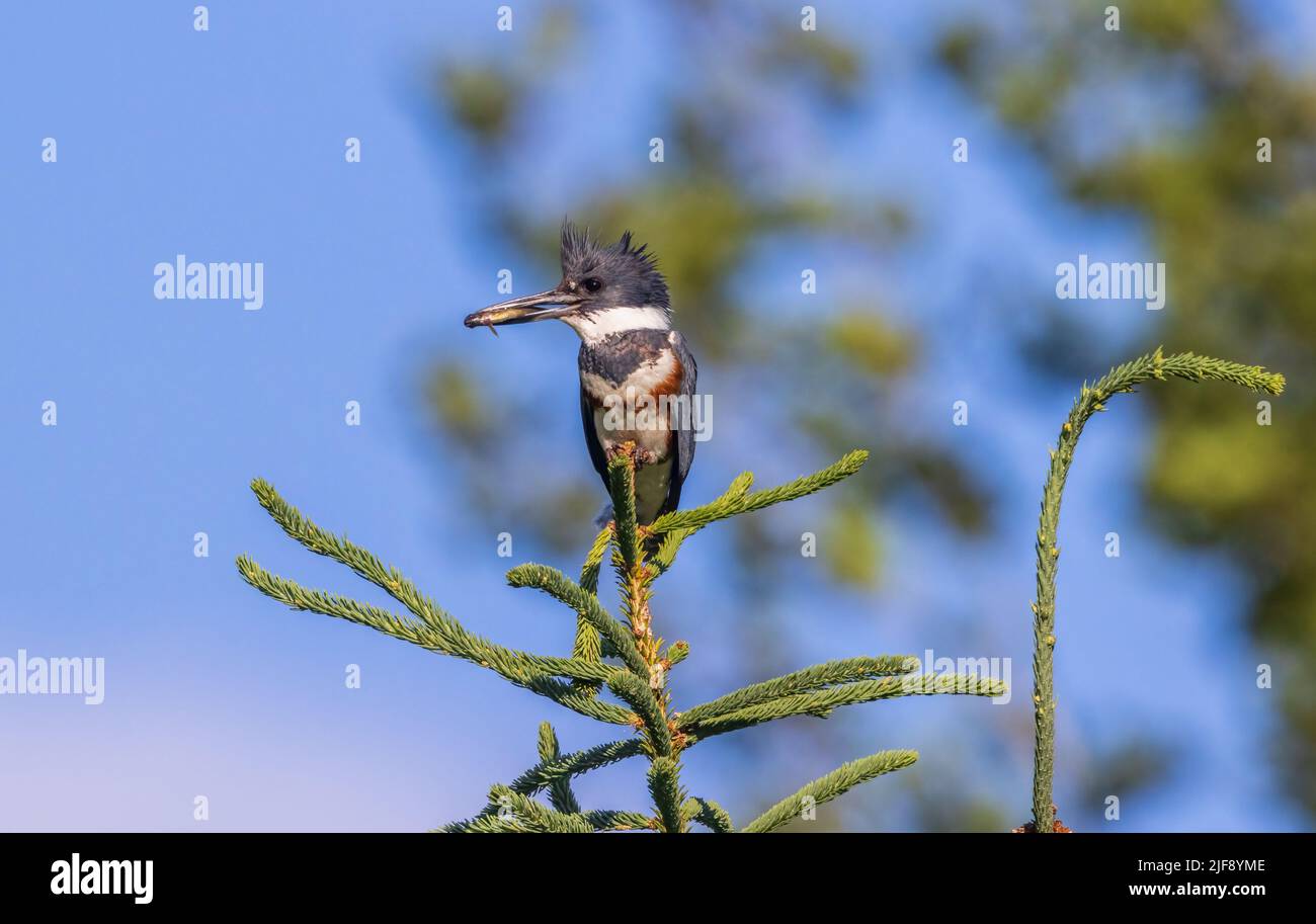 Eiskönigin mit Gürtel, die eine Minnow hält und sich darauf vorbereitet, ihre Küken zu füttern. Stockfoto