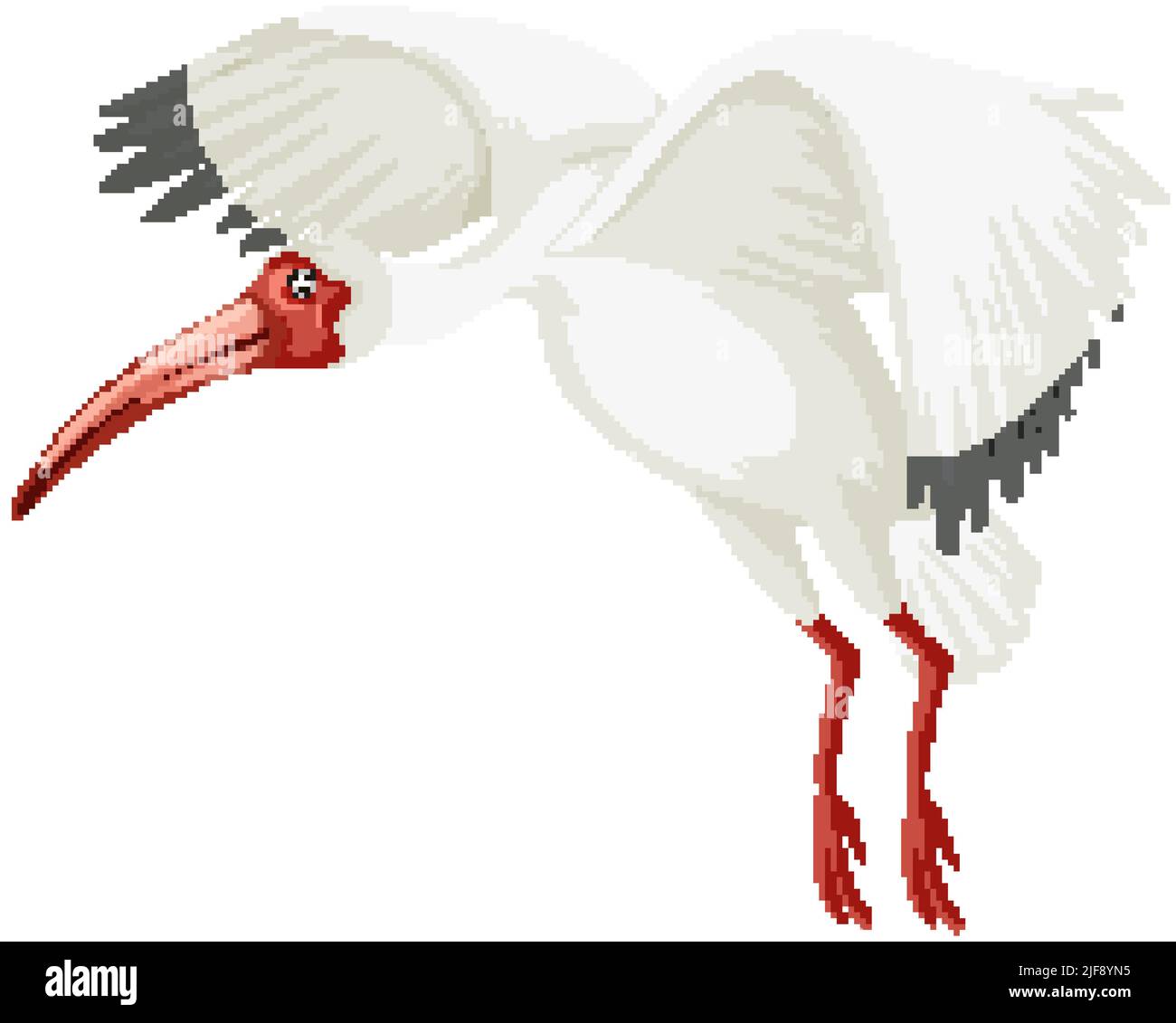 American White Ibis isolierte Illustration Stock Vektor