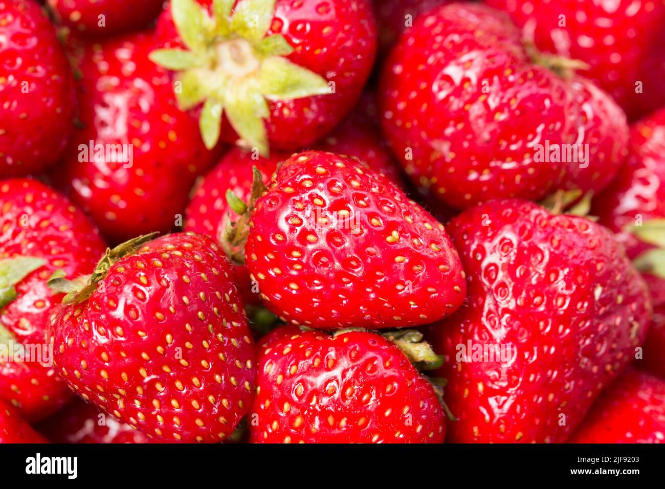 Reife Erdbeeren auf dem Teller Nahaufnahme selektiver Fokus Stockfoto