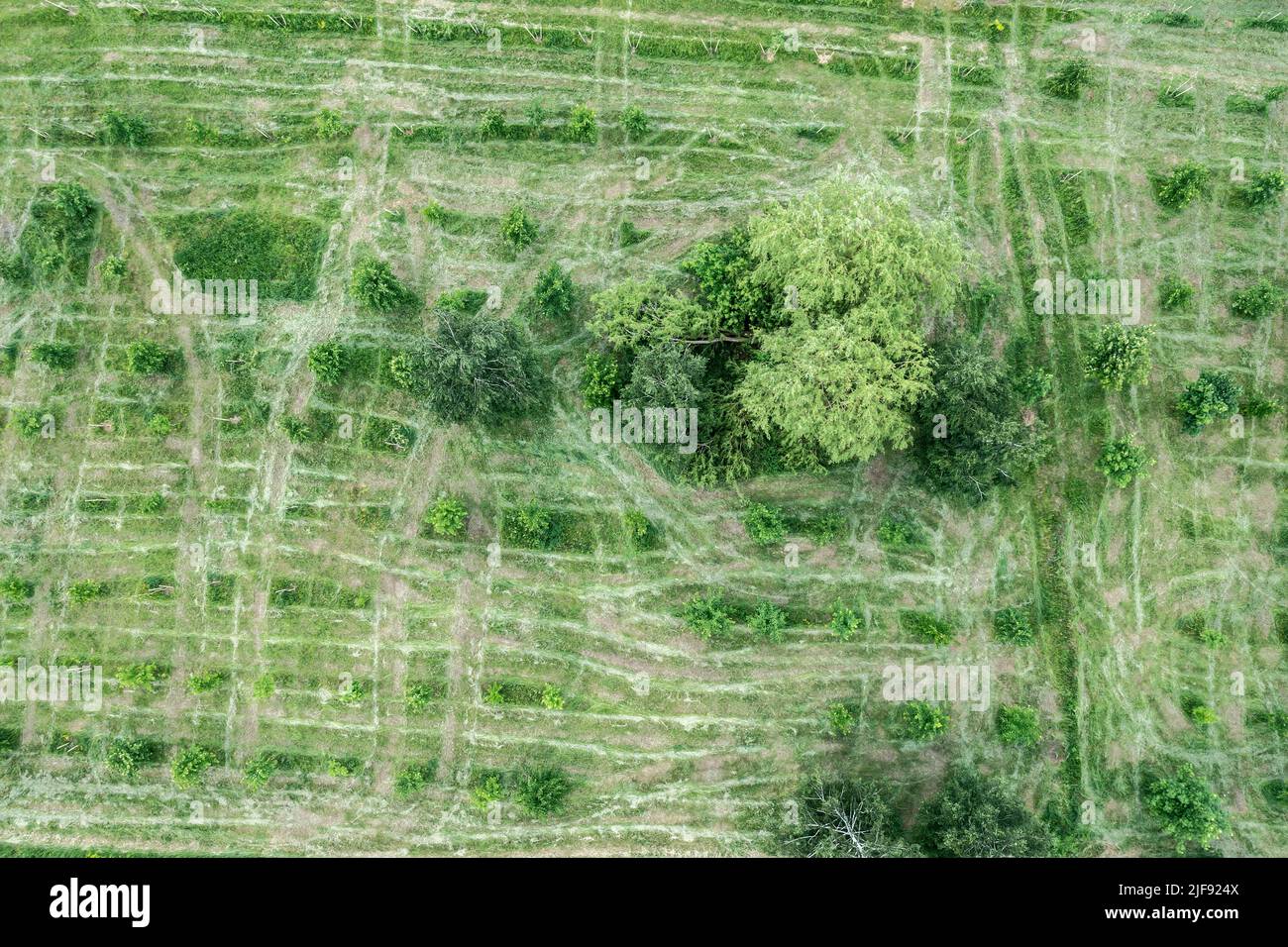 Bäume auf grünem Rasen. Sommerlandschaft. Natürlicher grüner Hintergrund. Luftaufnahme von oben. Stockfoto