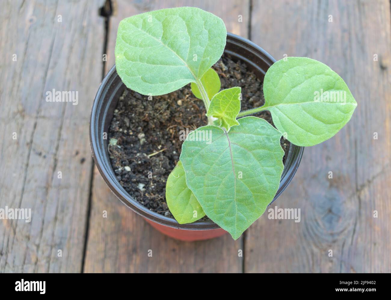 Nahaufnahme der jungen Physalis-Pflanze im Topf. Stockfoto