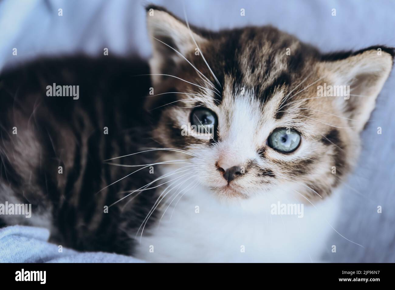 Porträt von entzückenden grauen Kätzchen Nahaufnahme Stockfoto