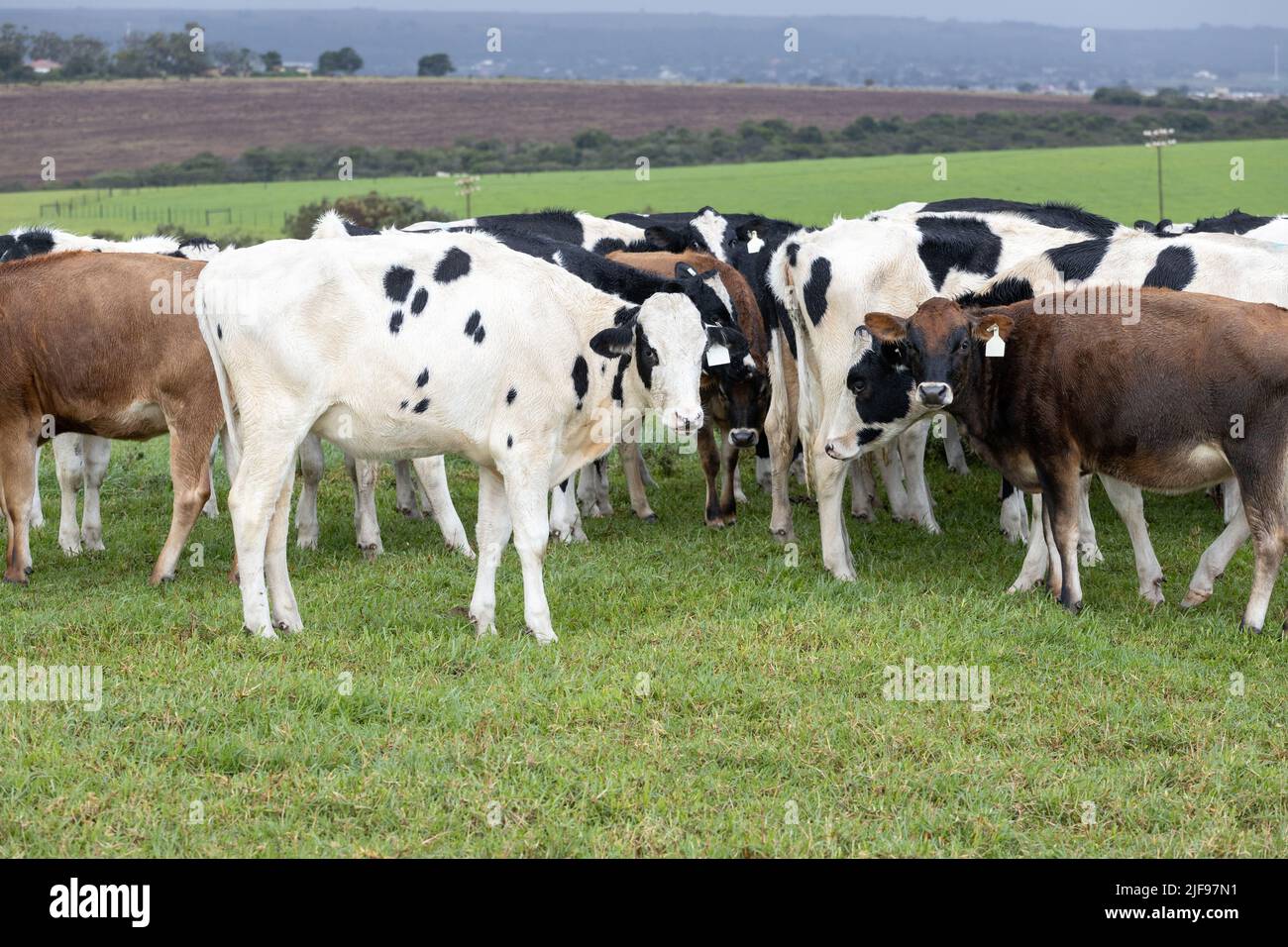 Eine Mischung aus Jersey- und Holstein-Milchkühen auf einer Weide in der südafrikanischen Provinz Eastern Cape Stockfoto