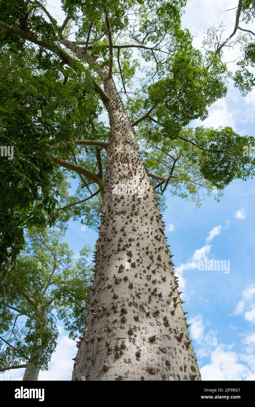 Spiked Stamm Seide Floss Baum (Chorisia speciosa oder Ceiba speciosa) . Spiky grüner Baum Stockfoto
