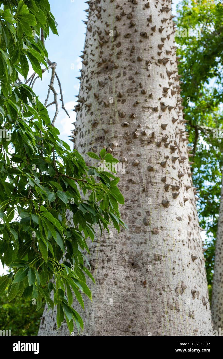 Spiked Stamm Seide Floss Baum (Chorisia speciosa oder Ceiba speciosa) . Spiky grüner Baum Stockfoto