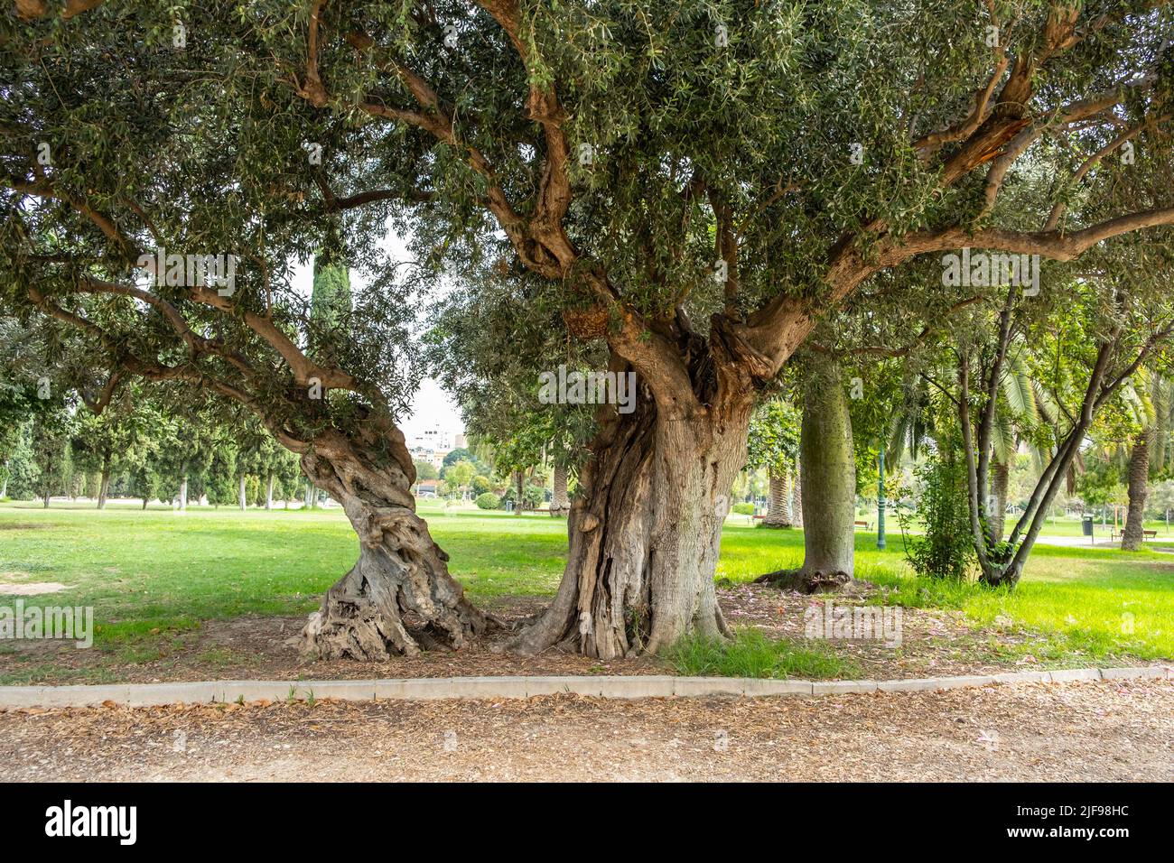 Bäume im Jardines del Real Park von Valencia Stockfoto