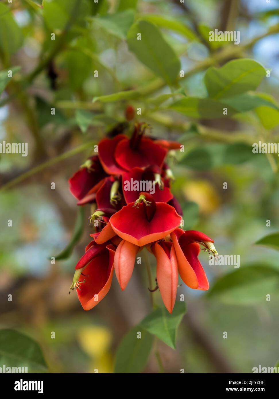 Blühende schöne leuchtend rote Blüten des Erythhrina crista-galli-Baumes im Park Stockfoto