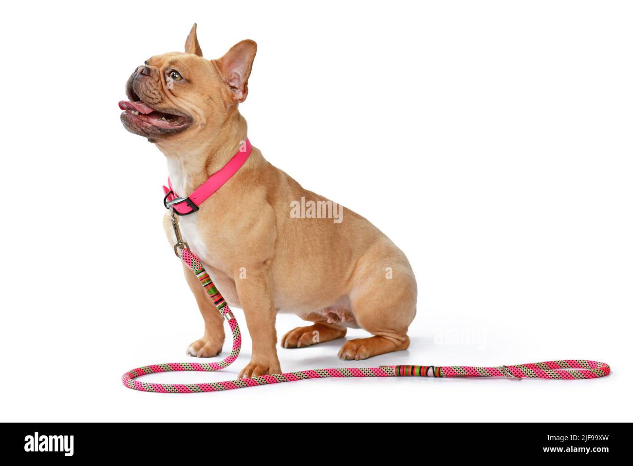 Seitenansicht des roten französischen Bulldoggen-Hundes mit rotem Rehkitz und rosa Halsband mit Seilleine auf weißem Hintergrund Stockfoto