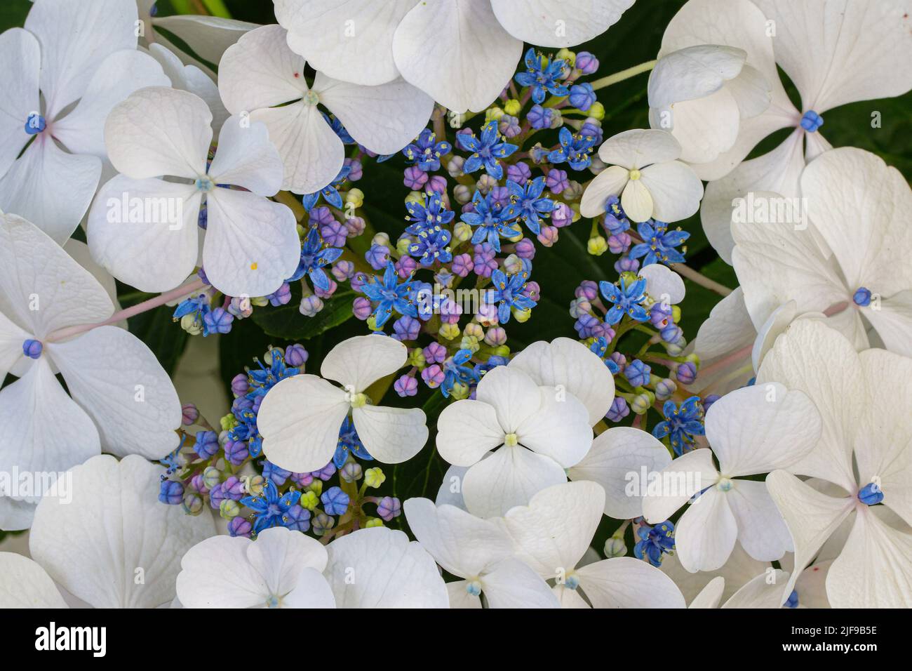 Hortensia macrophylla „White Wave“ in den Aberglasney Gardens Stockfoto