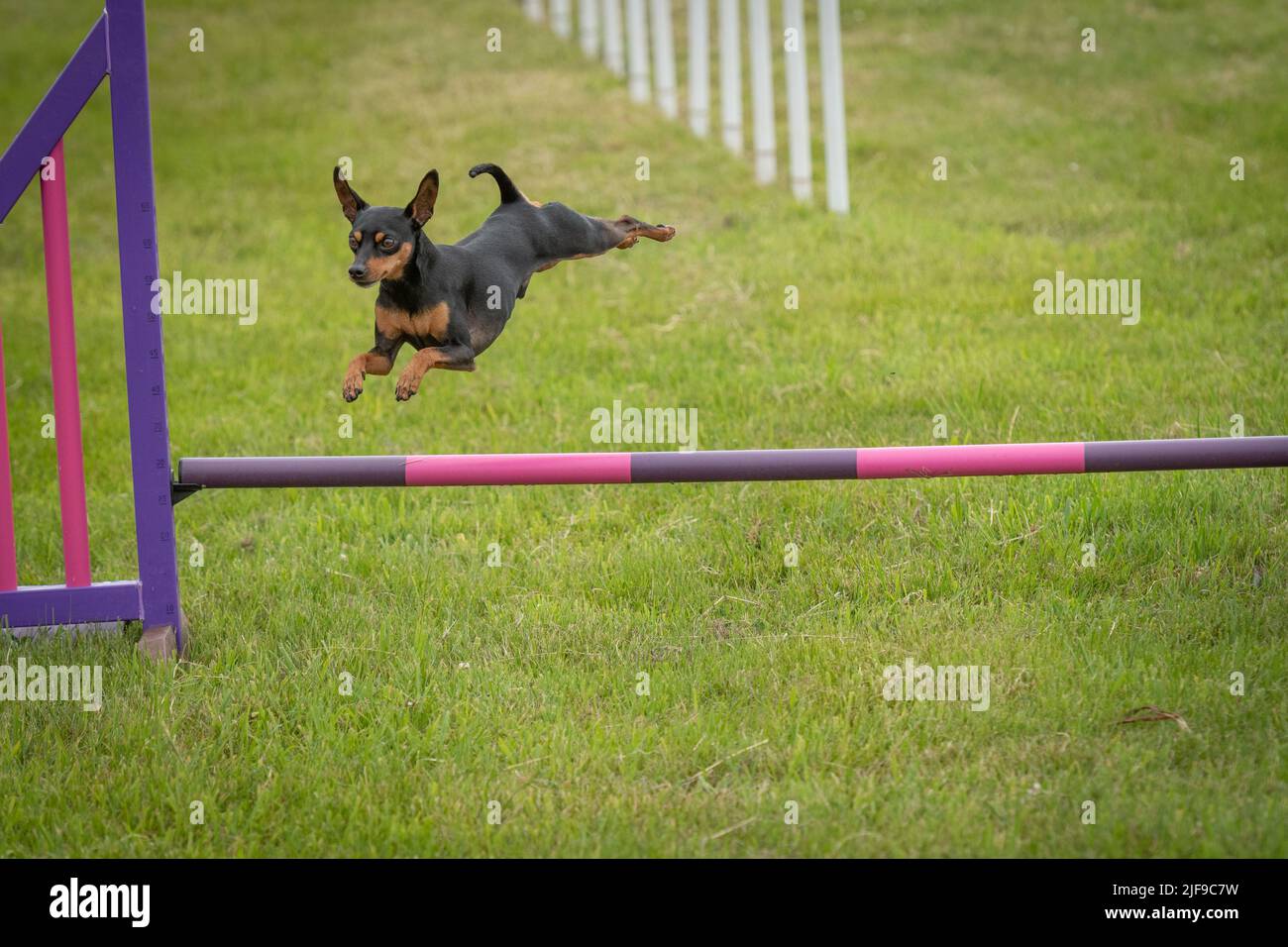 Hund springen während eines Agility-Wettkampfes Stockfoto