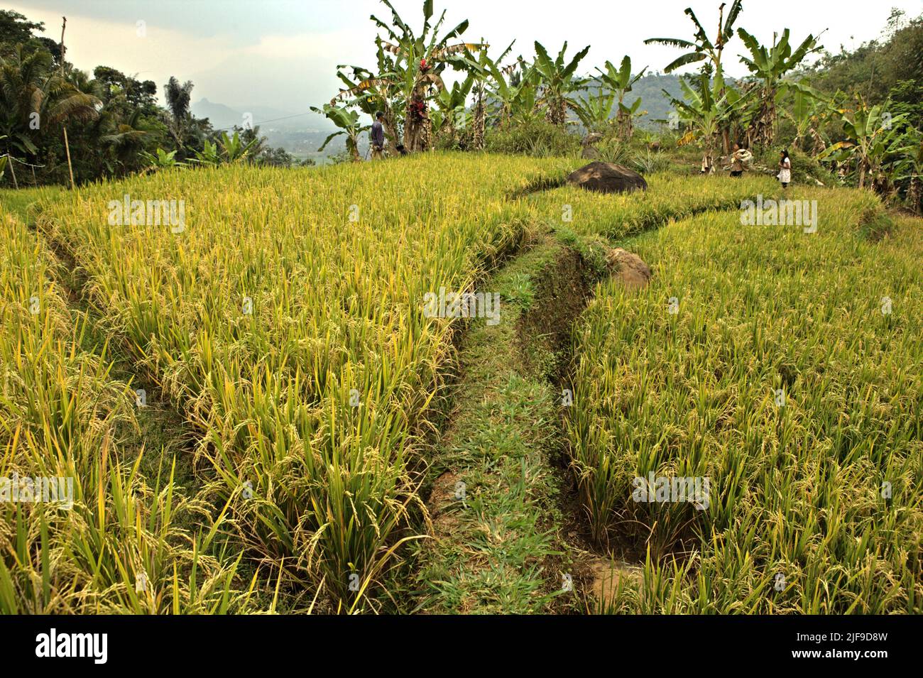 Reifer Reis auf einem Reisfeld in Sumedang, West-Java, Indonesien. Die jüngsten Daten deuten darauf hin, dass die globale Erntefläche von Reis zwischen 1990 und 2019 um 11 % gewachsen ist, wobei die gesamte Reisproduktion um 46 % von 519 Megatonnen auf 755 Megatonnen gestiegen ist, so der Zwischenstaatliche Ausschuss für Klimaänderungen (IPCC) in seinem Bericht von 2022. Stockfoto