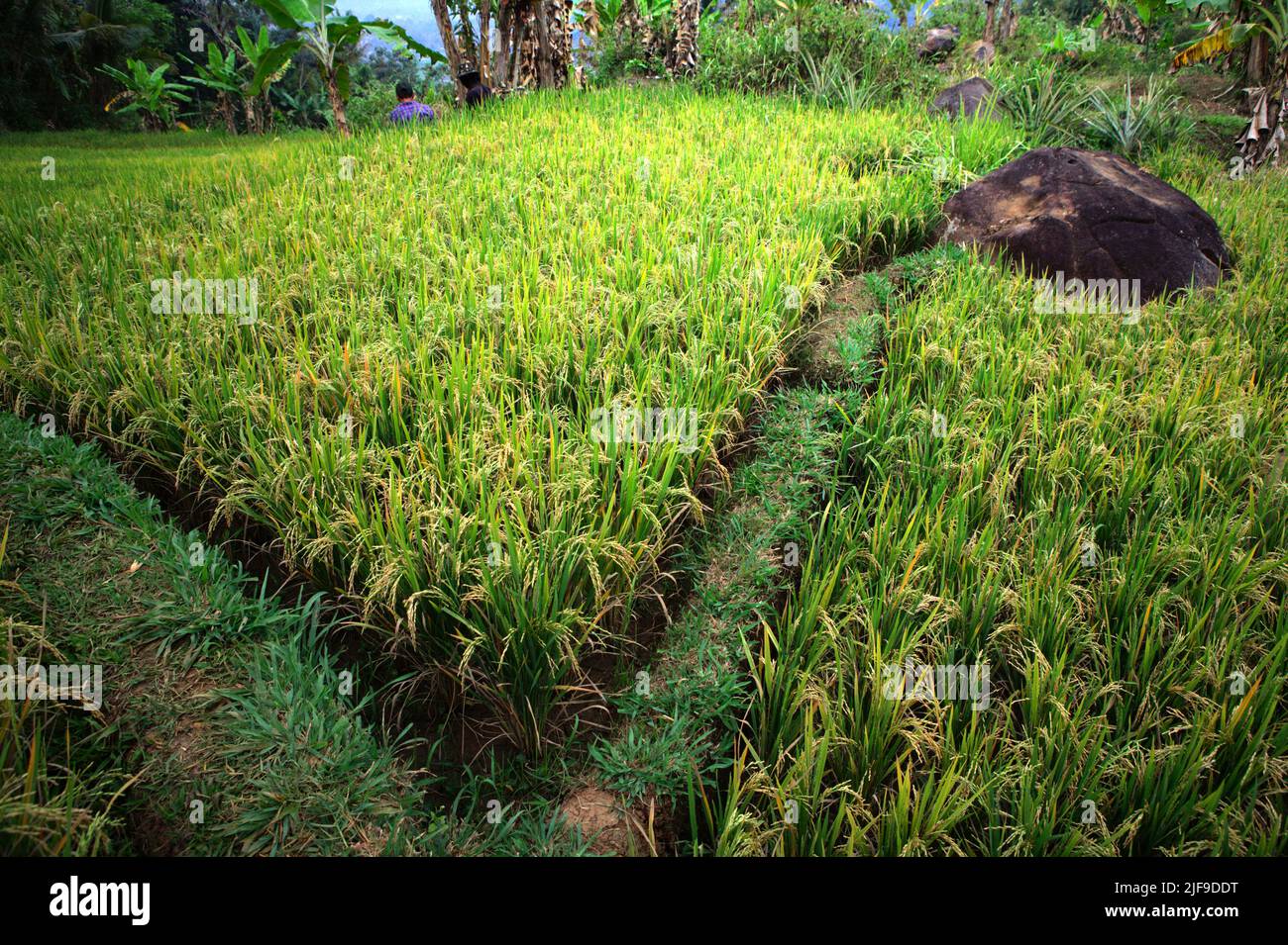 Ein Reisfeld in Sumedang, West-Java, Indonesien. Der Paddy-Reisanbau ist eine wichtige Emissionsquelle und nimmt zu, wobei Asien laut dem Zwischenstaatlichen Ausschuss für Klimaänderungen (IPCC) in ihrem Bericht 2022 als verantwortlich für 89 % der globalen Reisanbauemissionen identifiziert wird. Stockfoto