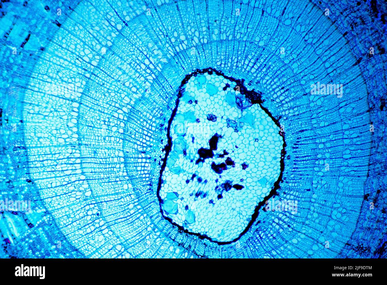 Tilia Stem unter optischem Mikroskop Stockfoto