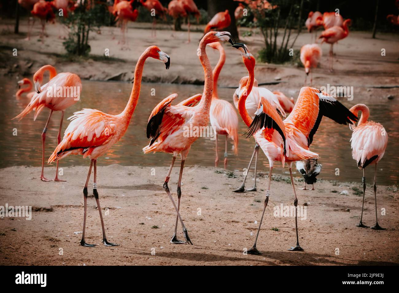 Drei Flamingos versuchen, in einem Streit Dominanz zu zeigen Stockfoto