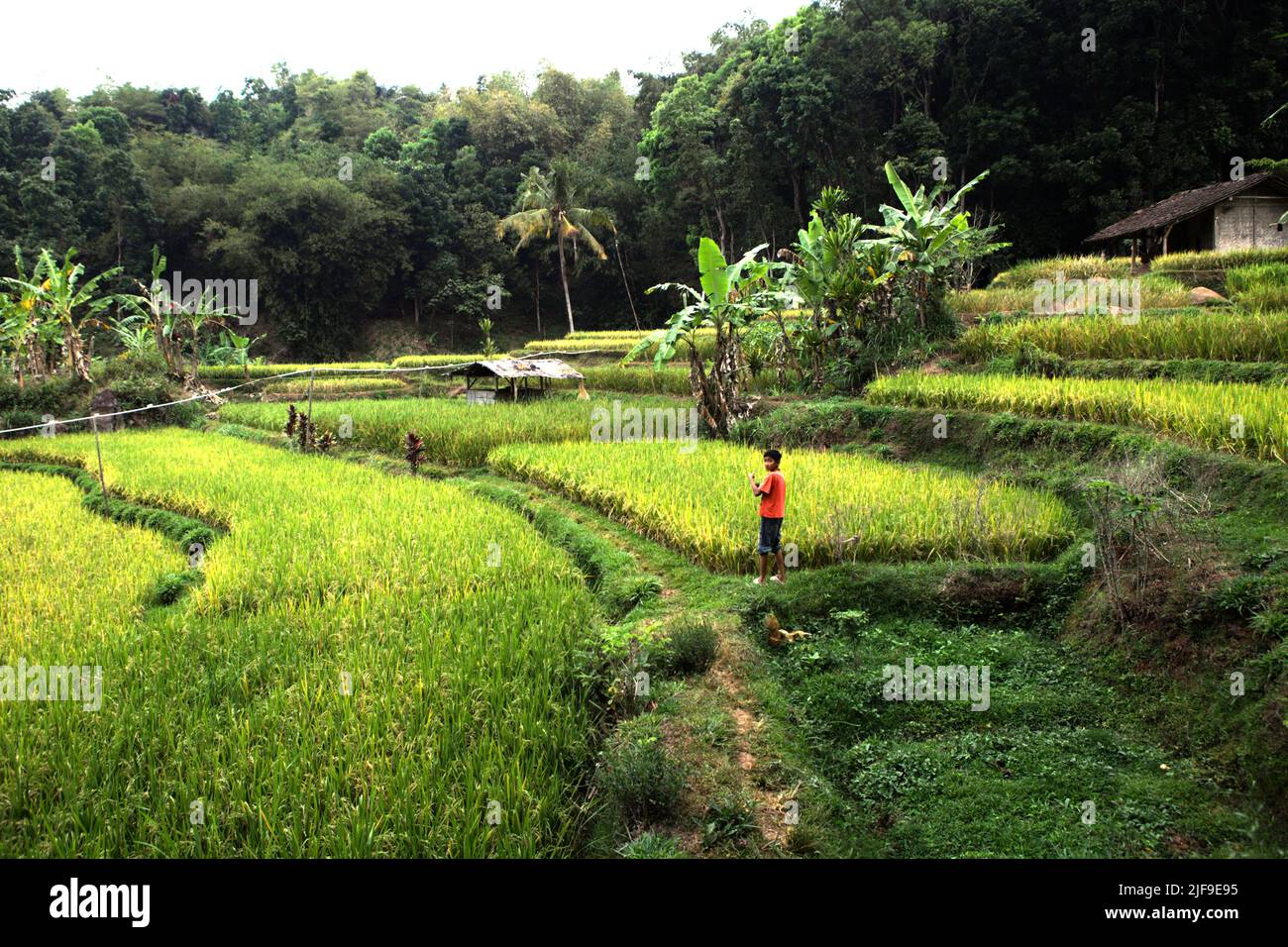 Landschaft von Reisterrassen in Sumedang, West-Java, Indonesien. Die jüngsten Daten deuten darauf hin, dass die globale Erntefläche von Reis zwischen 1990 und 2019 um 11 % gewachsen ist, wobei die gesamte Reisproduktion um 46 % von 519 Megatonnen auf 755 Megatonnen gestiegen ist, so der Zwischenstaatliche Ausschuss für Klimaänderungen (IPCC) in seinem Bericht von 2022. Stockfoto