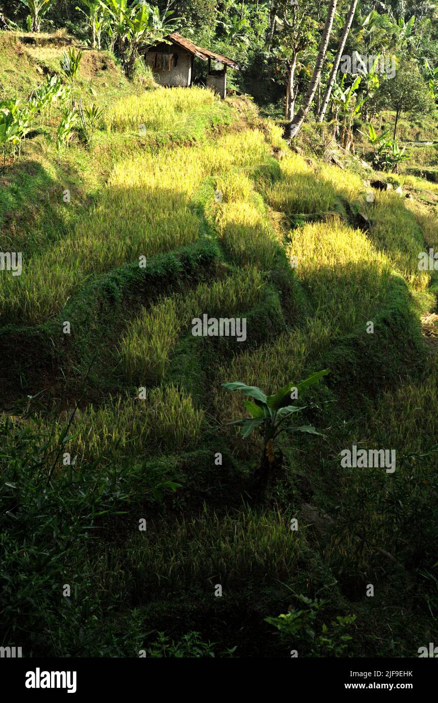 Landschaft von Reisterrassen in Sumedang, West-Java, Indonesien. Der Paddy-Reisanbau ist eine wichtige Emissionsquelle und nimmt zu, wobei Asien laut dem Zwischenstaatlichen Ausschuss für Klimaänderungen (IPCC) in ihrem Bericht 2022 als verantwortlich für 89 % der globalen Reisanbauemissionen identifiziert wird. Stockfoto