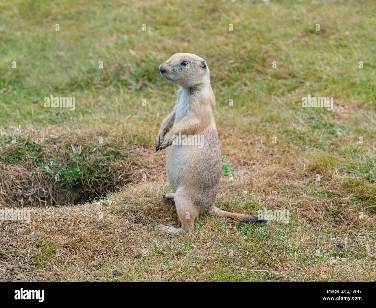 Schwarz-tailed prairie dog Cynomys ludovicianus Stockfoto