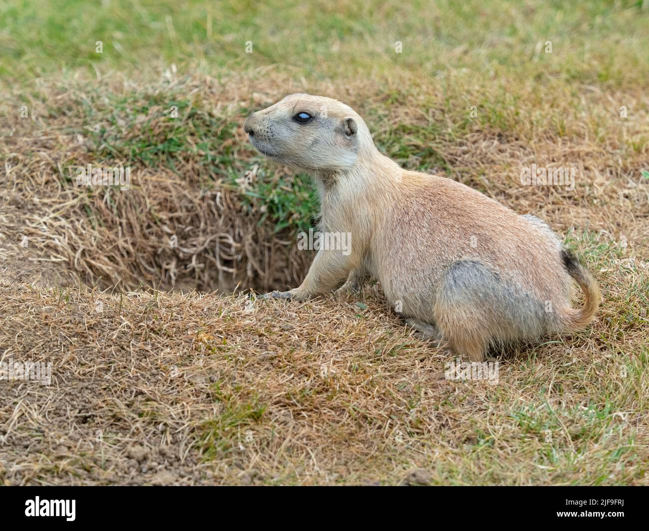 Schwarz-tailed prairie dog Cynomys ludovicianus Stockfoto
