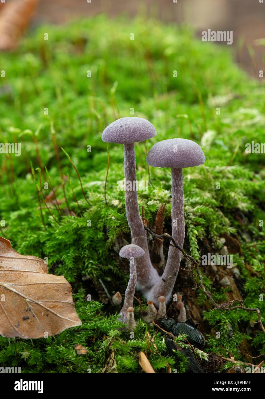 Amethyst-Täuscher: Laccaria amethystina. Surrey, Großbritannien Stockfoto