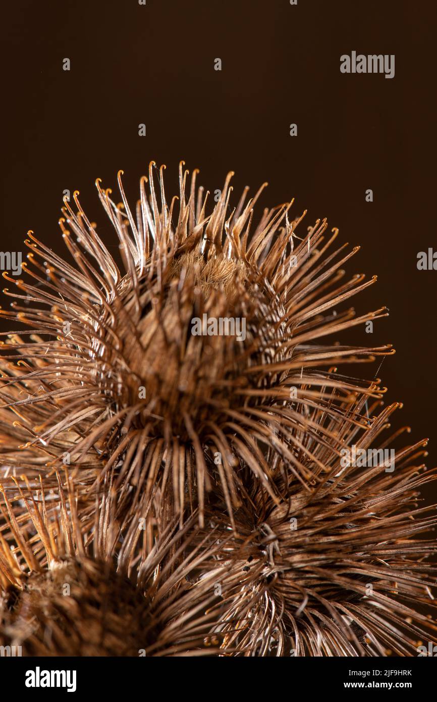 Größere Klette: Arctium lappa. Surrey, Großbritannien Stockfoto