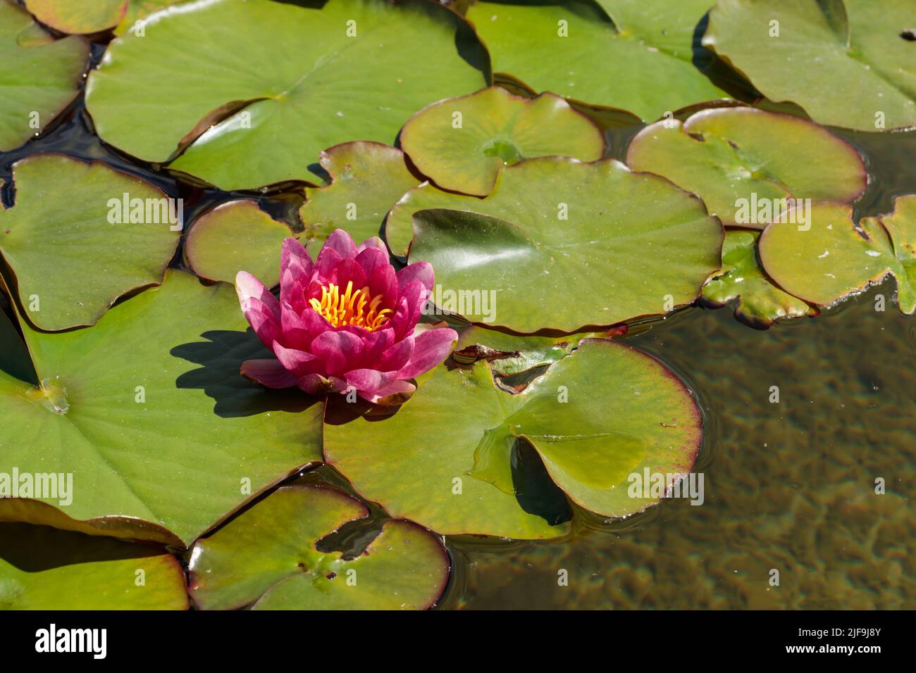 Tropische wasserlilly Blume in laguna Stockfoto