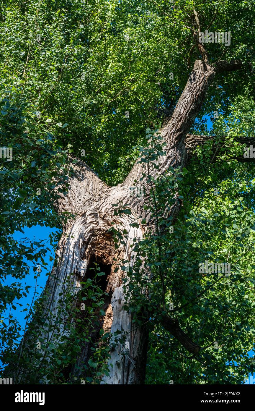 Titel: Baumstamm mit Hohlraum und einem riesigen großen grünen Baumkronen vor blauem Himmel Stockfoto