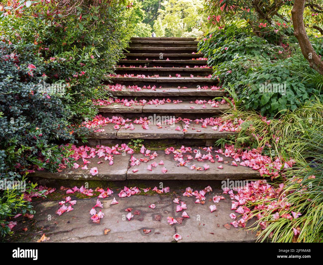 Die Gartentreppe ist mit rosa gefallenen Blütenblättern bedeckt Stockfoto