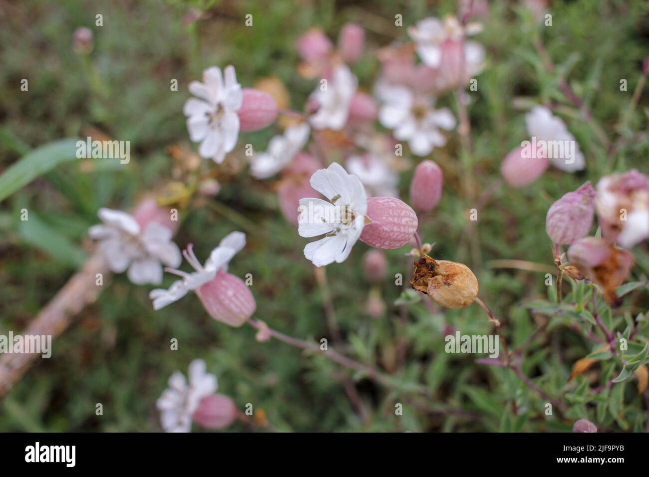 In der Nähe des kantabrischen Meeres fand ich diese wunderschönen wilden Blumen, Sea campion Stockfoto