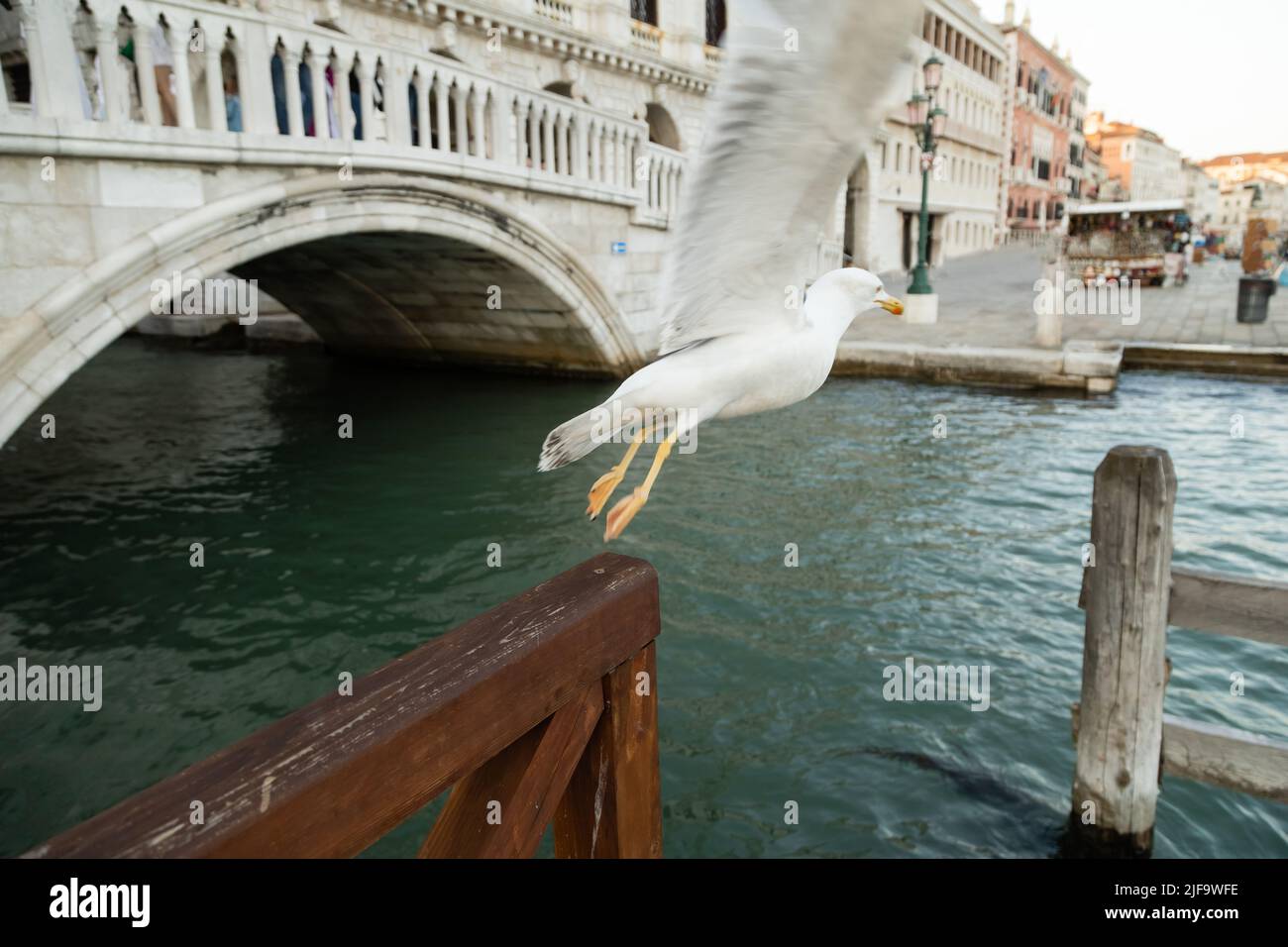 Verschwommene Möwen fliegen über die Lagune in Venedig Stockfoto