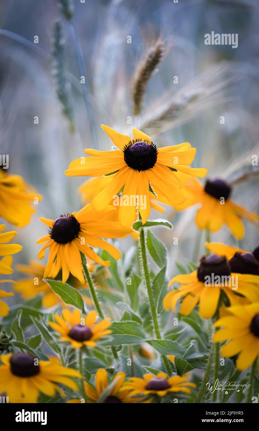 Yellow Black-Eyed Susans, Rudbeckia hirta, wächst in einem Grasfeld im Frühjahr, Sommer oder Herbst, Lancaster, Pennsylvania Stockfoto