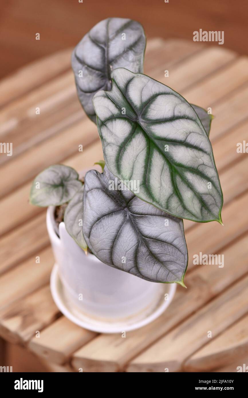Exotische Zimmerpflanze 'Arocasia Baginda Silver Dragon' im Topf auf dem Tisch Stockfoto