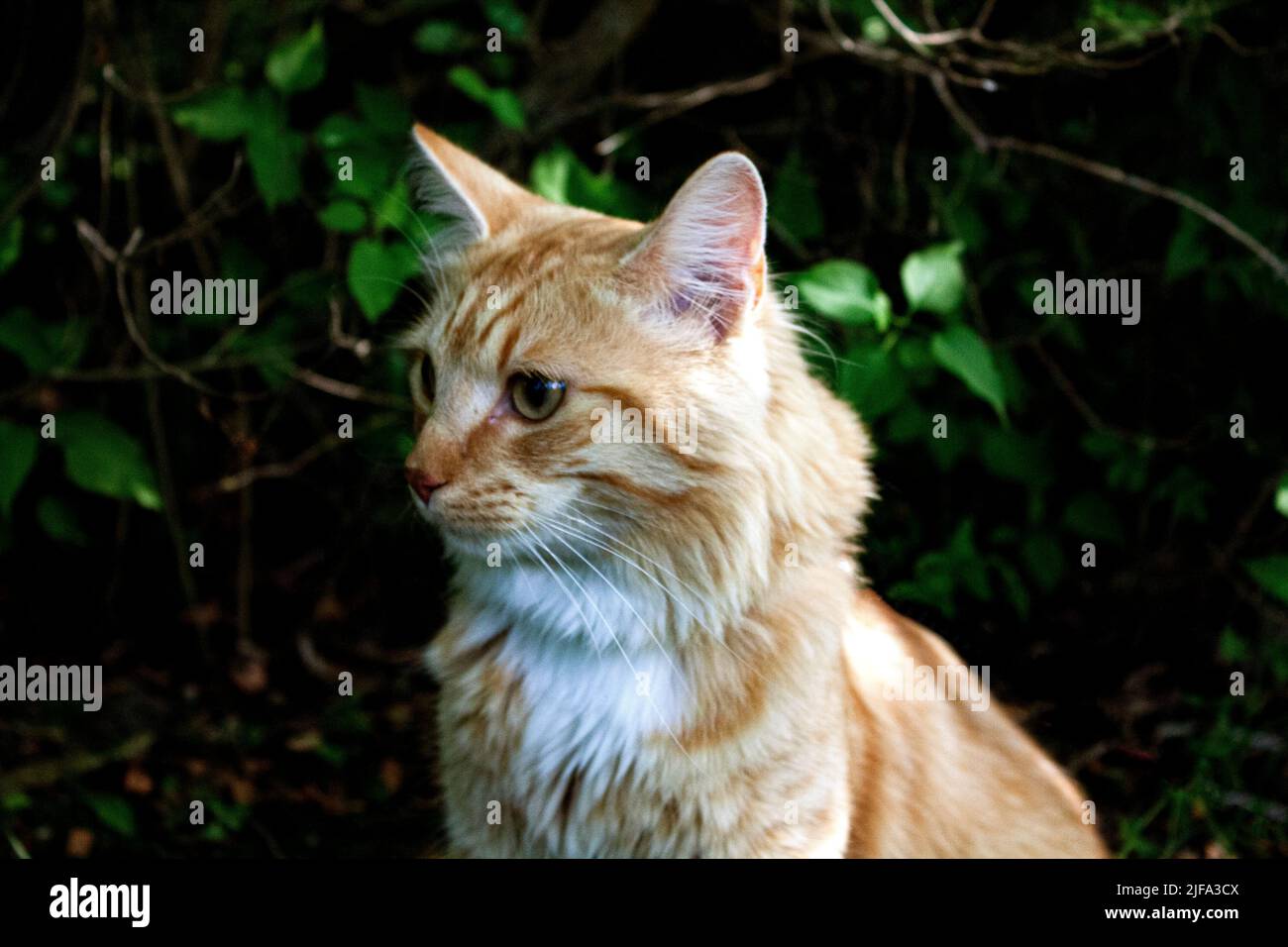 Die Katze hat einen Spaziergang im Wald Stockfoto