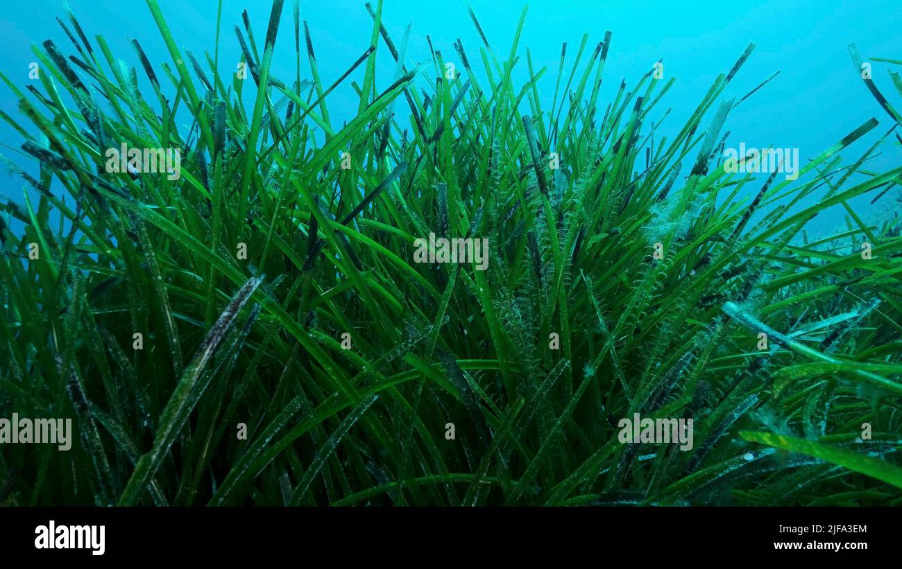 Dichte Dickichte von grünem Seegras Posidonia, auf blauem Wasser Hintergrund. Grüner Seegras mediterranes Tapeweed oder Neptune Grass (Posidonia) . Stockfoto