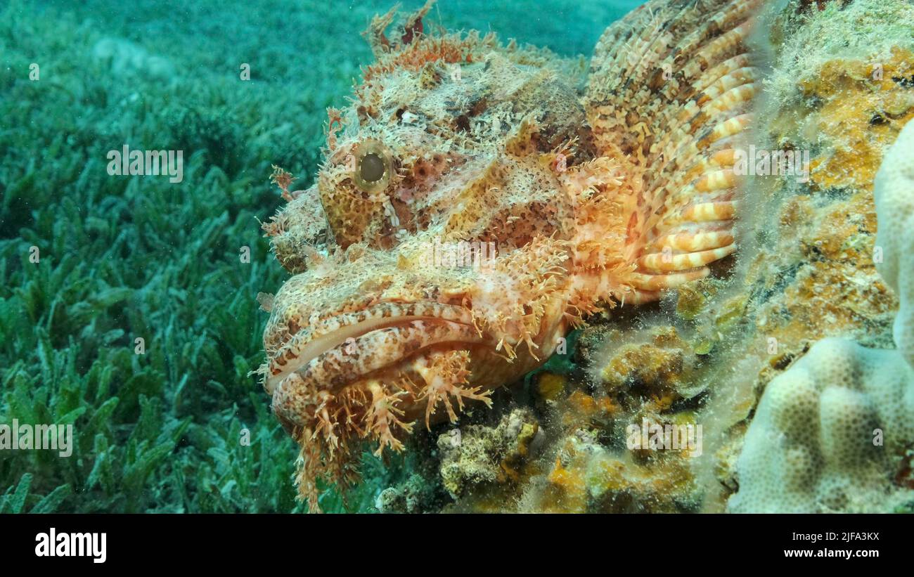 Auf dem Riff liegen Skorpionfische. Bärtiger Skorpionfisch (Scorpaenopsis barbata) . Rotes Meer, Ägypten Stockfoto