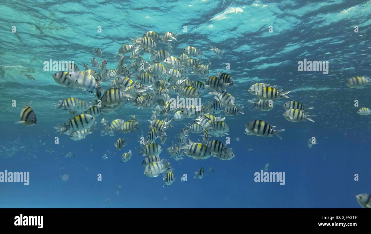 Tropische Fische verschiedener Arten ernähren sich im planktonreichen Oberflächenwasser. Optisch unterscheidbare planktonreiche Wasserschicht (selten zu sehen Stockfoto